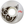 Load image into Gallery viewer, Pig - Pig Head Proline Natural Skate Wheels